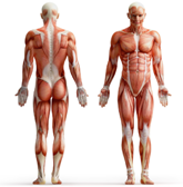 Anatomía SEM - Recuperación